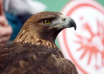 Eintracht Frankfurt's Mascot Grounded Ahead of Sevilla Clash